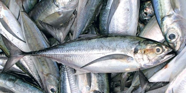 indian sardine fish