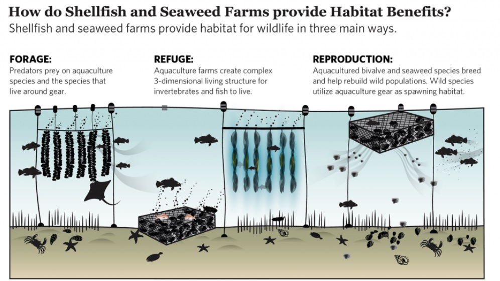 Seafood Media Group - Worldnews - Study: Aquaculture Can Be ‘part Of ...