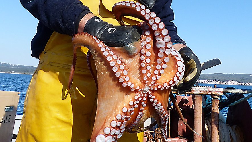 Seafood Media Group - Worldnews - The winter octopus fishing in