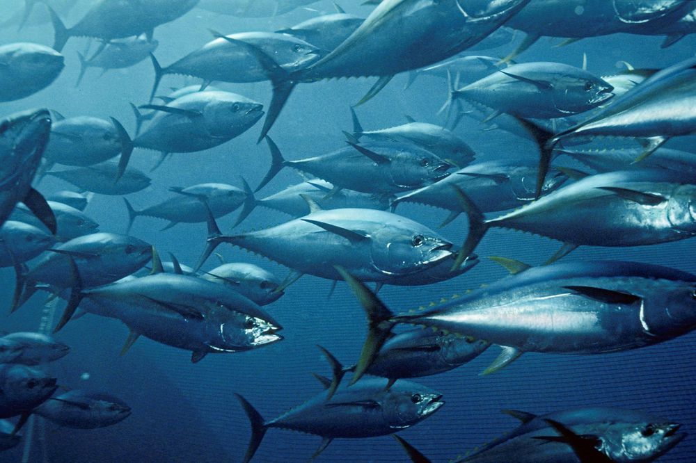 Global Tuna Fishing  The Pew Charitable Trusts