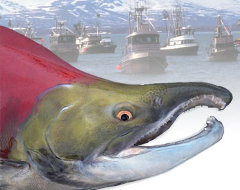 Fishing boat fishing for Sockeye salmon (Oncorhynchus nerka) using