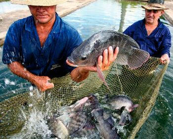 pesca con ballesta de tilapias gigantes de medio metro tilapias