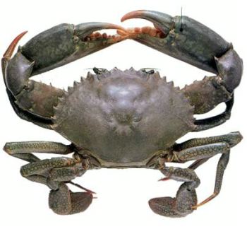 Seafood Media Group - Worldnews - MPEDA keen to promote mud crab hatcheries  in coastal districts