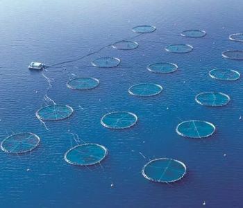 Seafood Media Group - Worldnews - Aquaculture Exports At $1.4 Billion ...