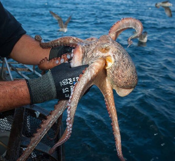 Temporary octopus fishery closures